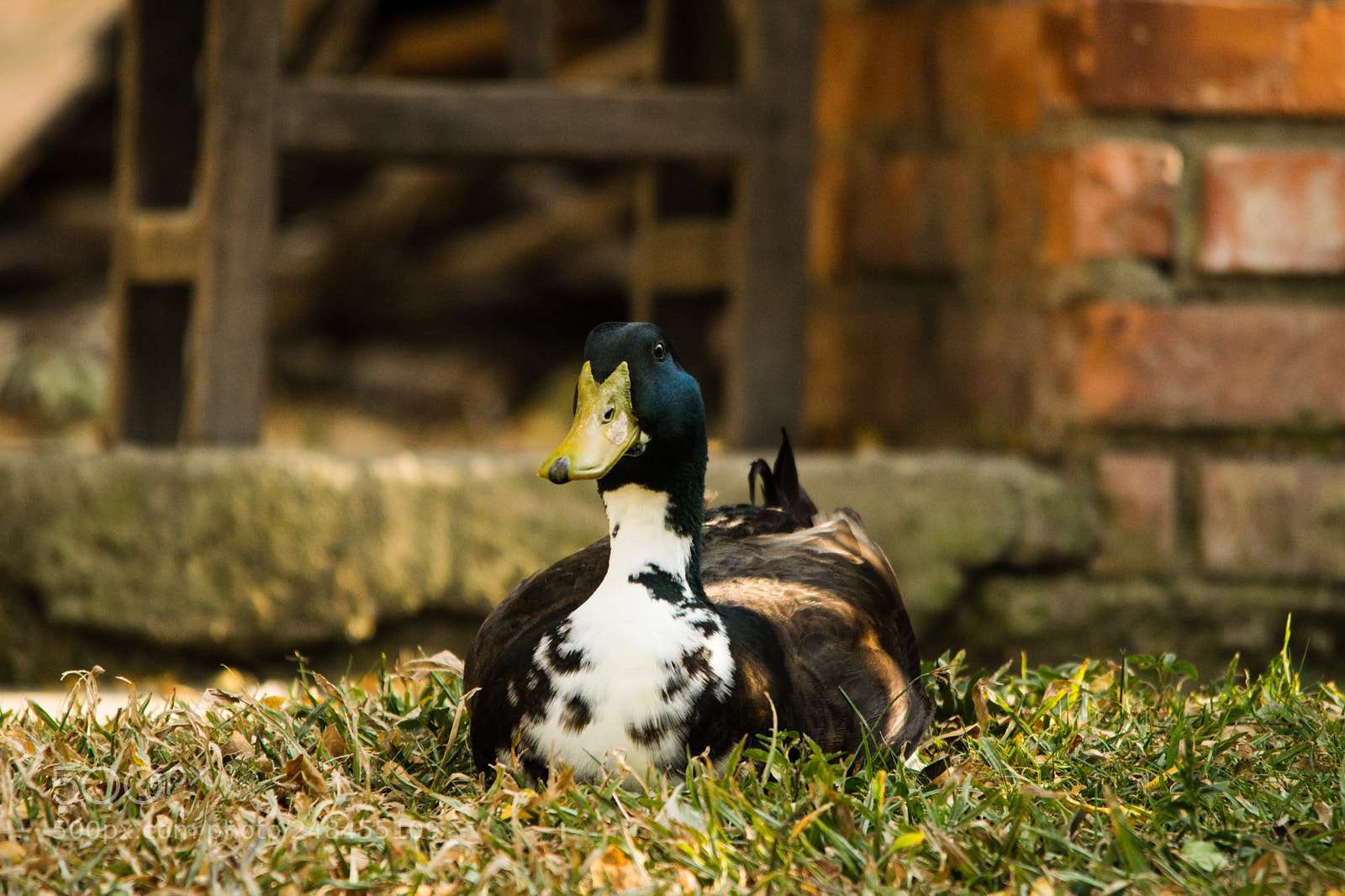 Nikon D5300 sample photo. Duck photography
