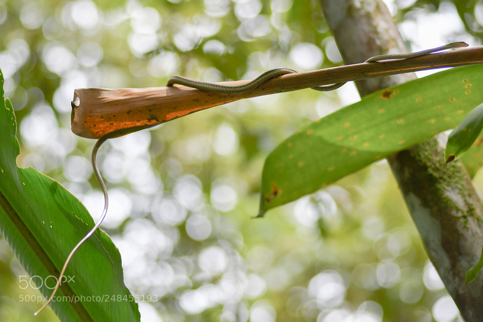 Nikon D500 sample photo. Tree snake photography