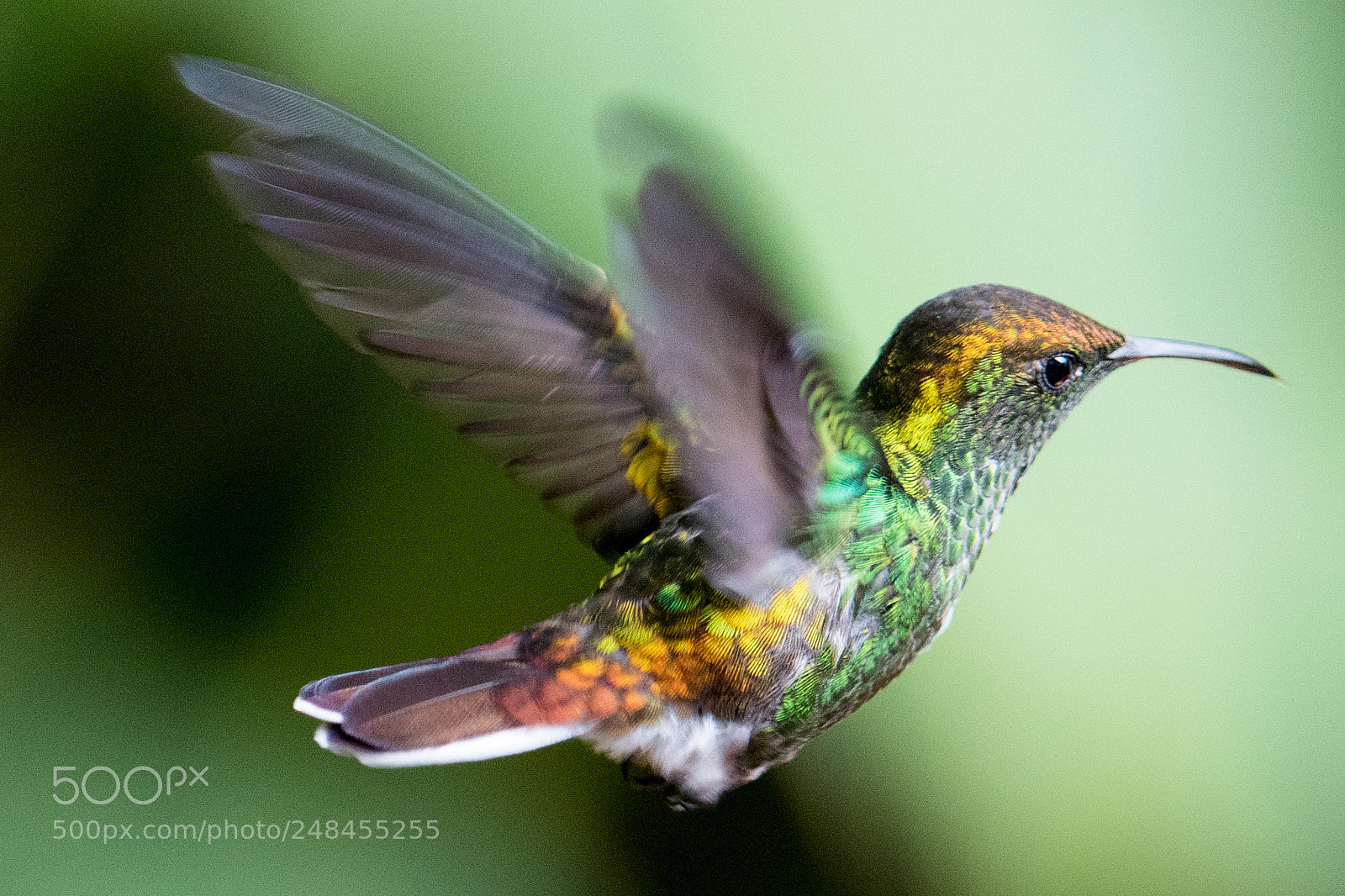 Nikon D500 sample photo. Coppery headed emerald hummingbird photography