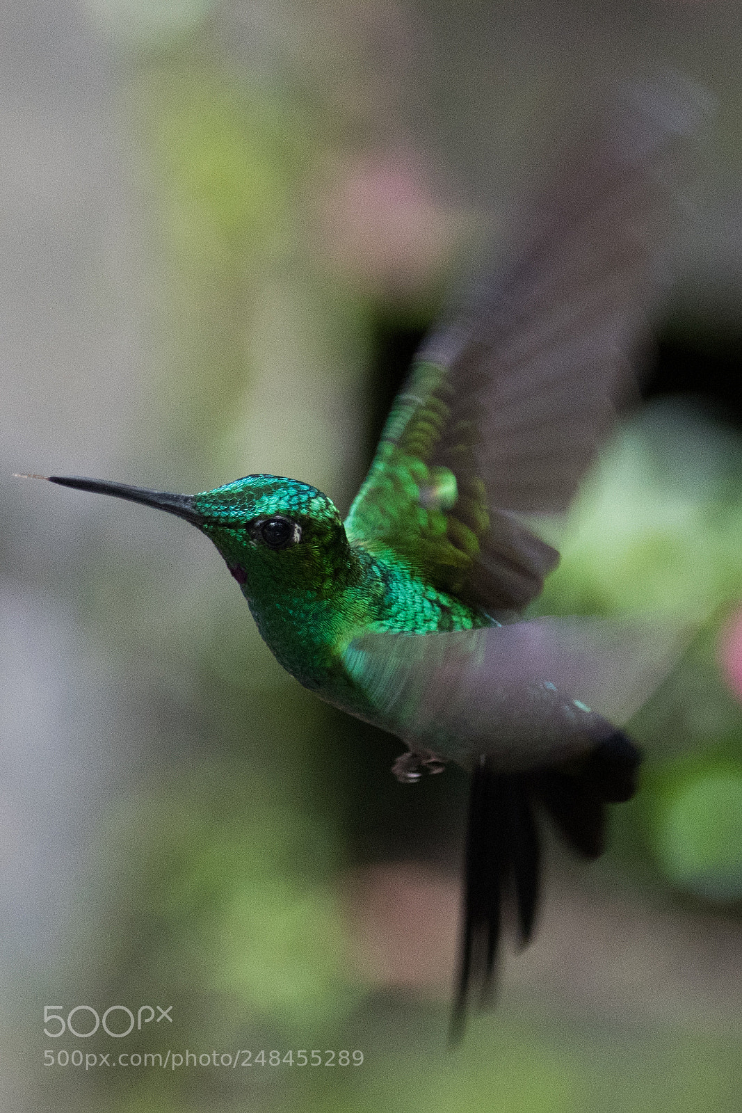 Nikon D500 sample photo. Green crowned brilliant hummingbird photography