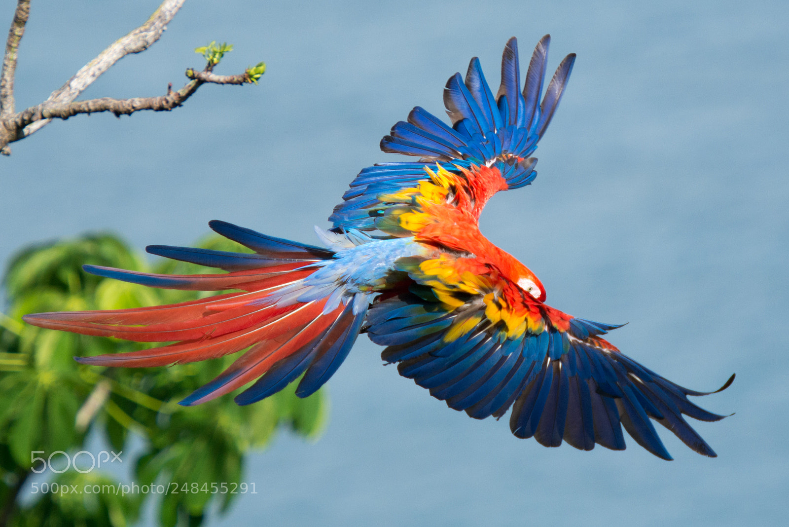 Nikon D800 sample photo. Macaw photography