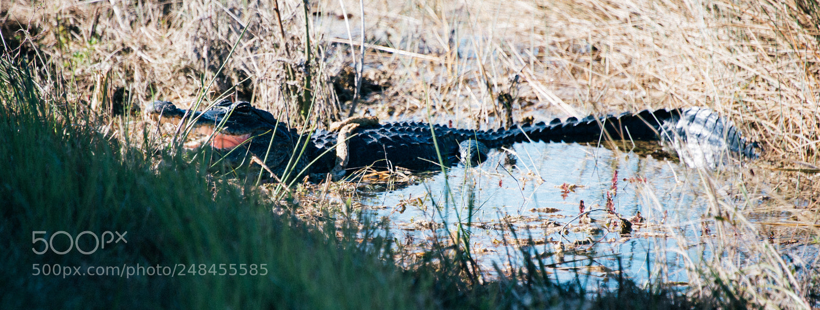 Nikon D810 sample photo. Everglades alligator photography
