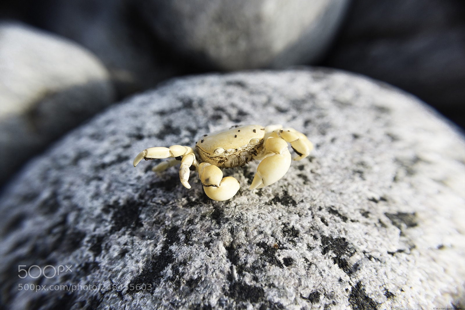 Canon EOS 700D (EOS Rebel T5i / EOS Kiss X7i) sample photo. Tiny crab photography