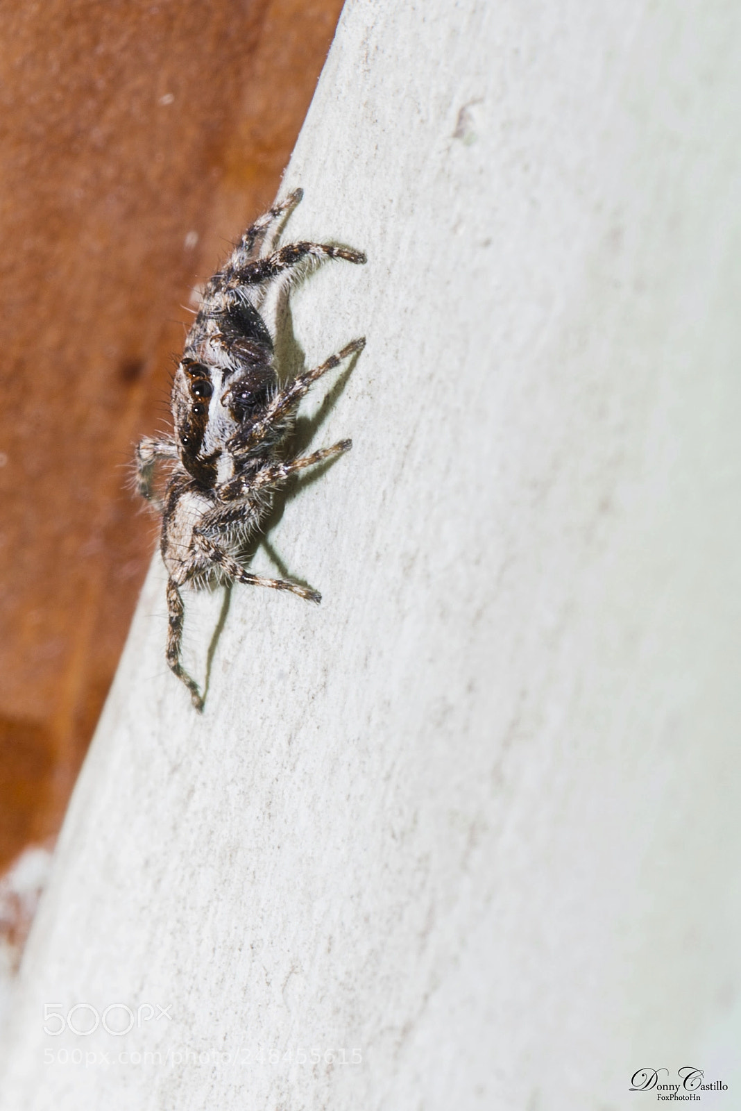 Nikon D800 sample photo. Araña photography
