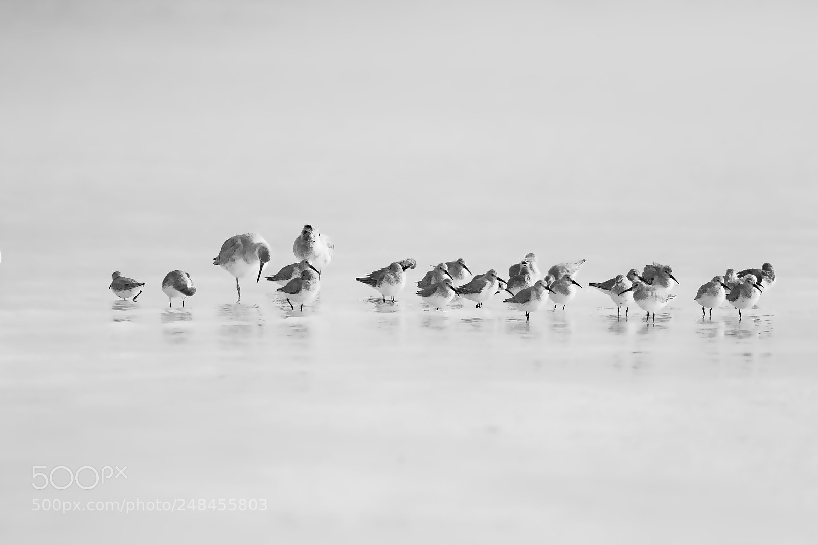 Canon EOS 7D Mark II sample photo. Shore birds on a photography