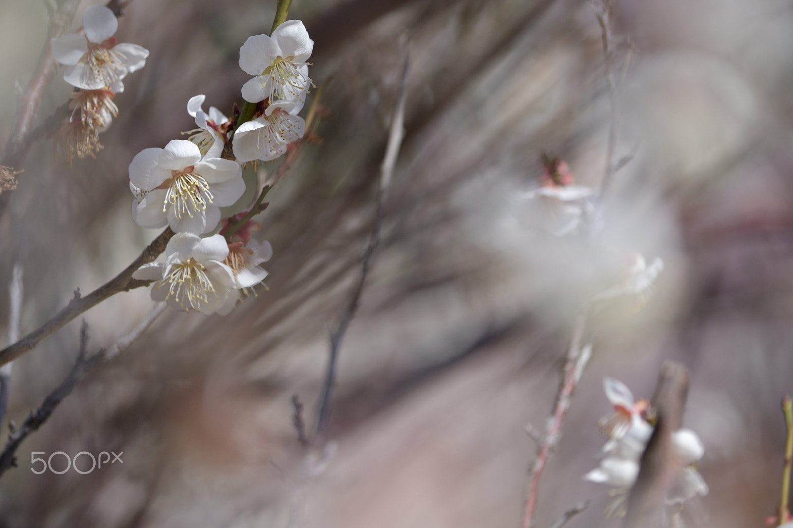Nikon D610 sample photo. Nostalgia photography