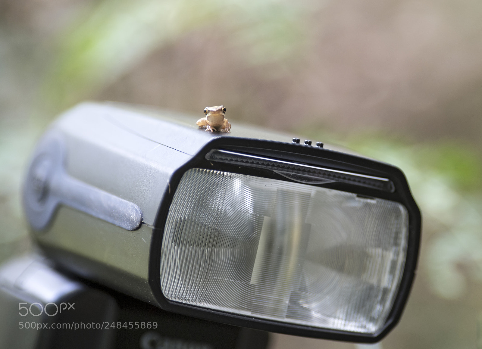 Nikon D5 sample photo. Little frog photography