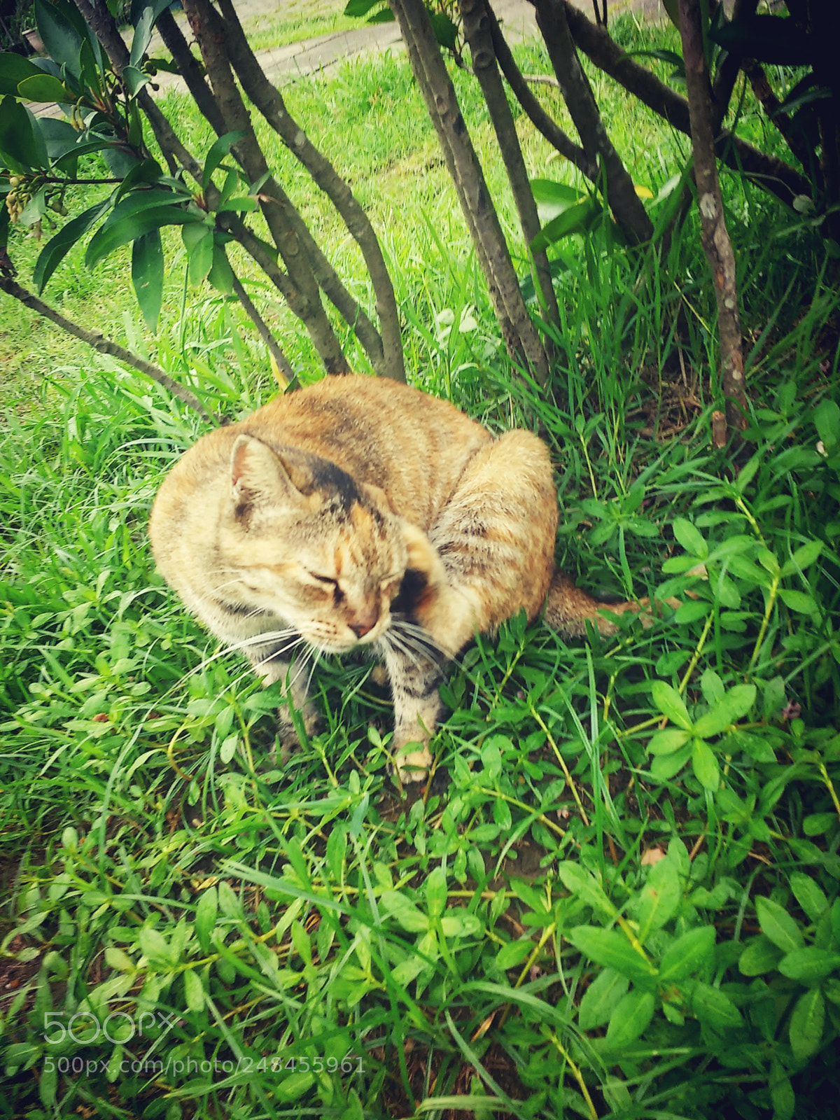 Motorola MotoG3 sample photo. C photography