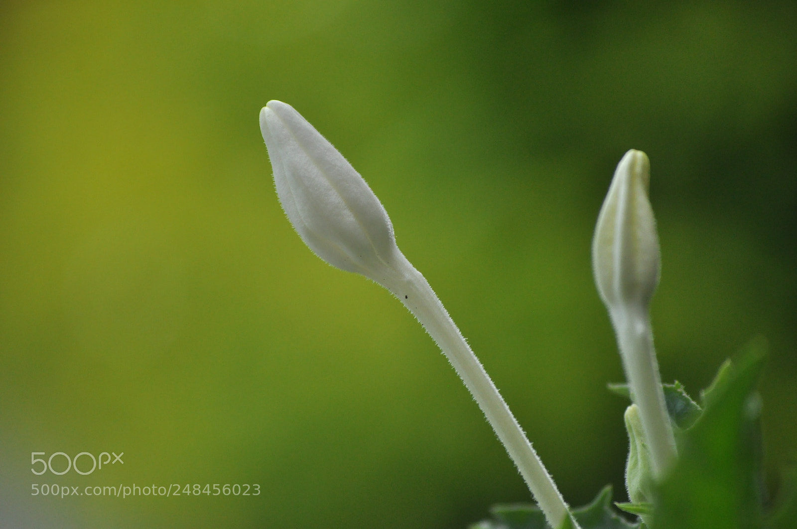 Nikon D5000 sample photo. Untitled photography