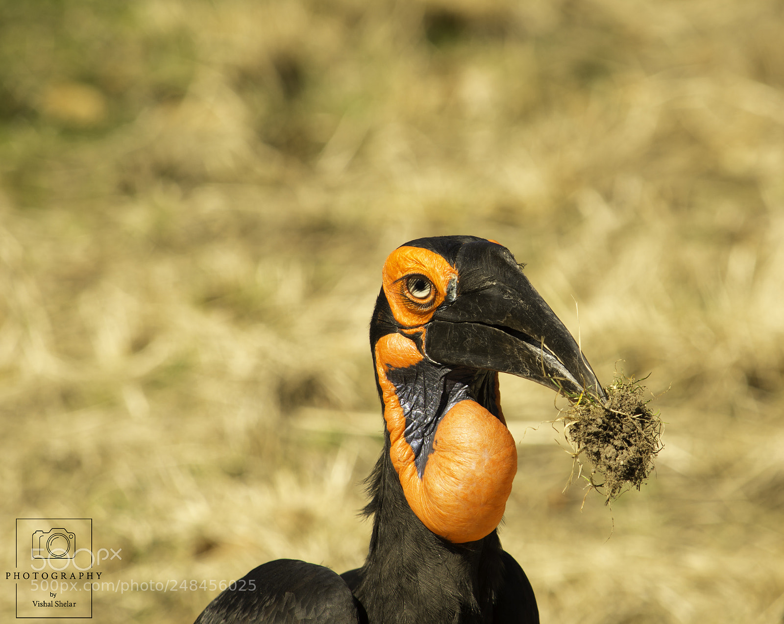 Nikon D7200 sample photo. Southern ground hornbill photography