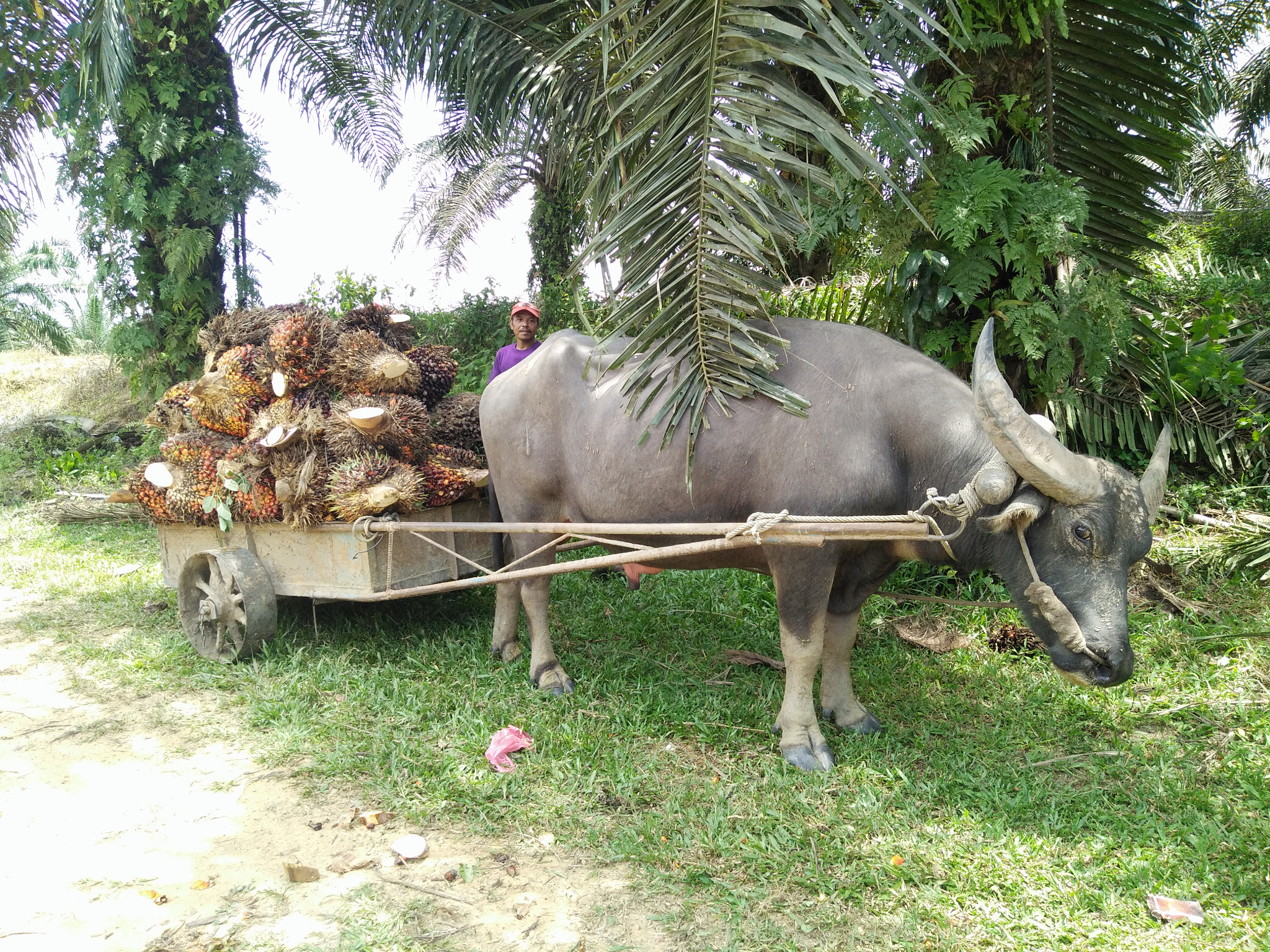 OPPO F1f sample photo. Buffalo work for people photography