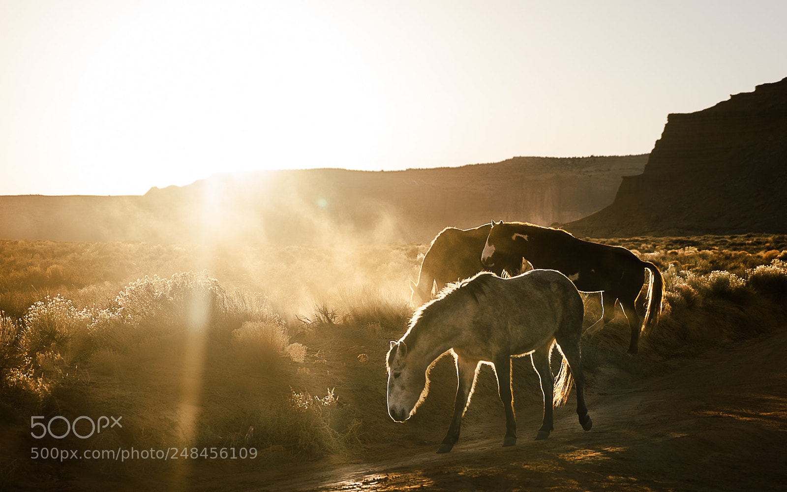 Sony a7R II sample photo. Wild horses at sunset photography