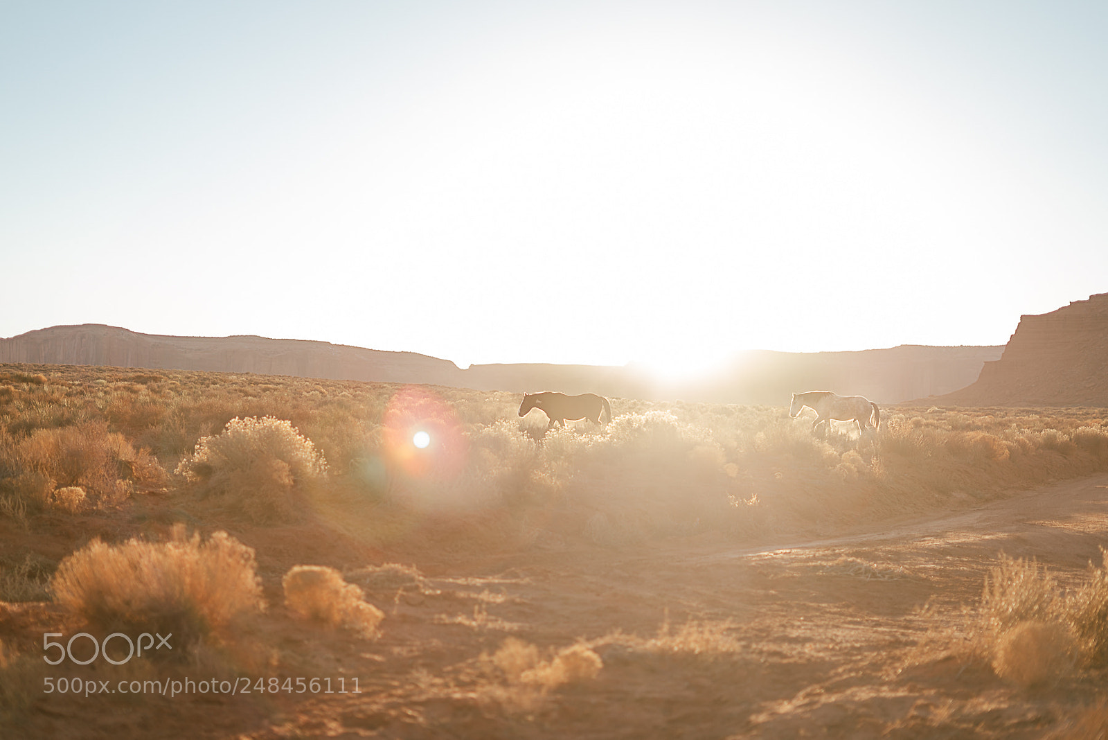 Sony a7R II sample photo. Wild horses at sunset photography