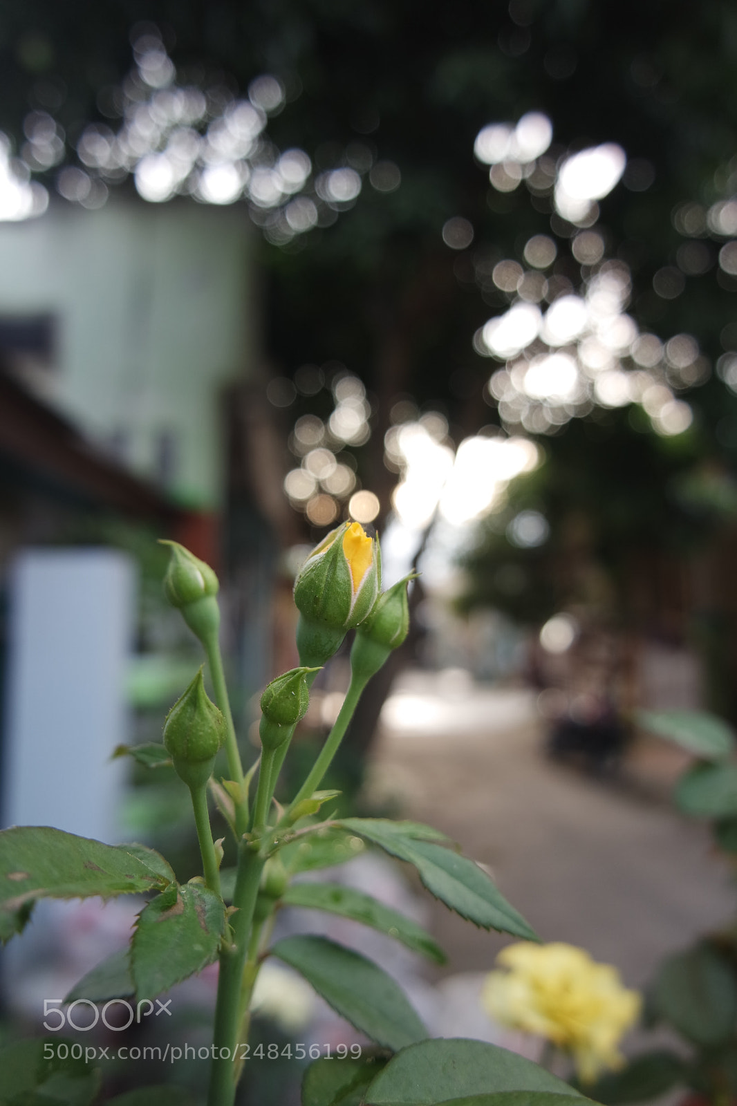 Samsung NX3000 sample photo. Another birth photography