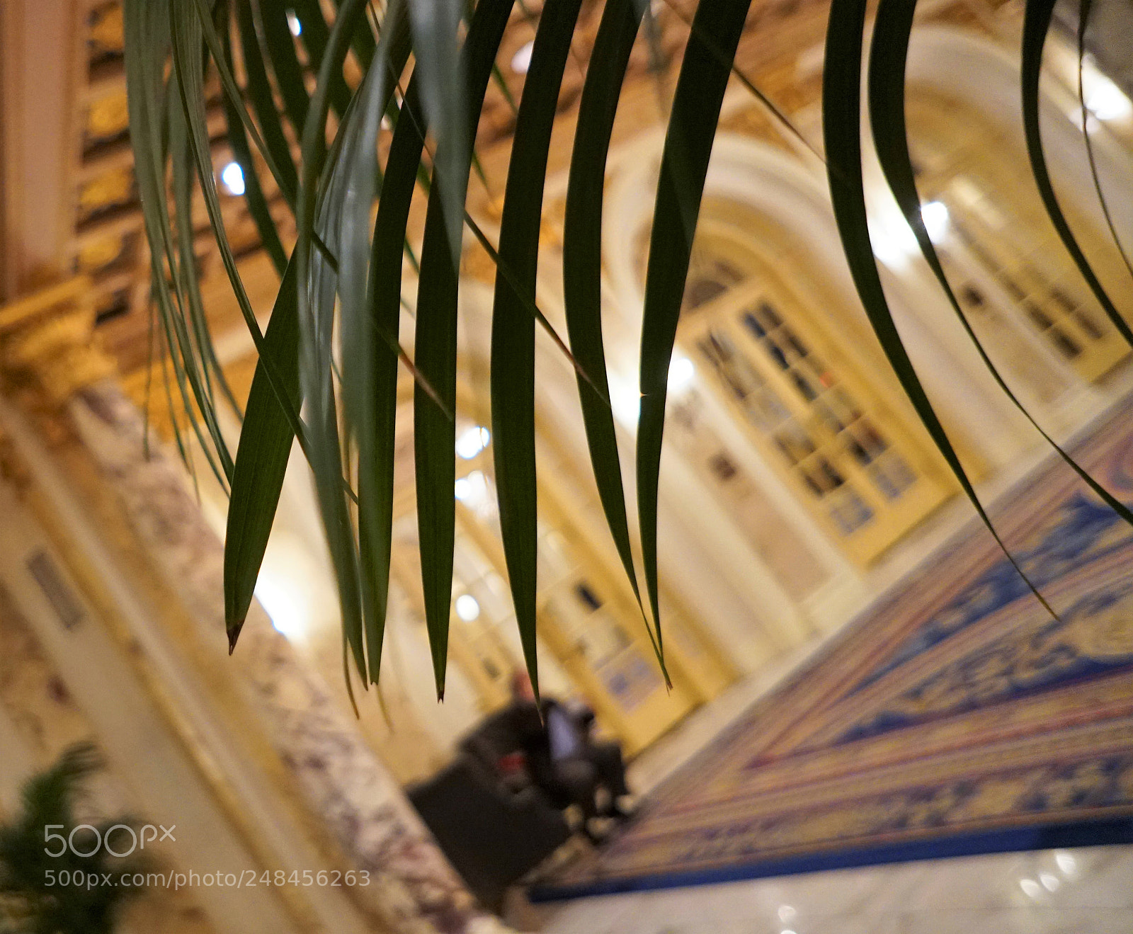 Sony a6500 sample photo. Fern in the lobby photography