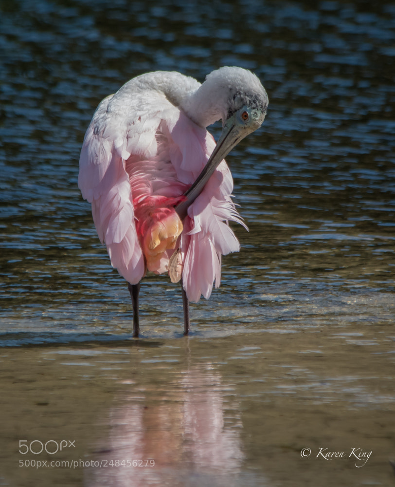 Nikon D500 sample photo. Preening photography