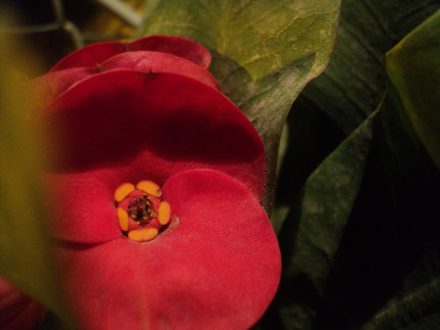 Sony DSC-S2100 sample photo. "corona de cristo" photography