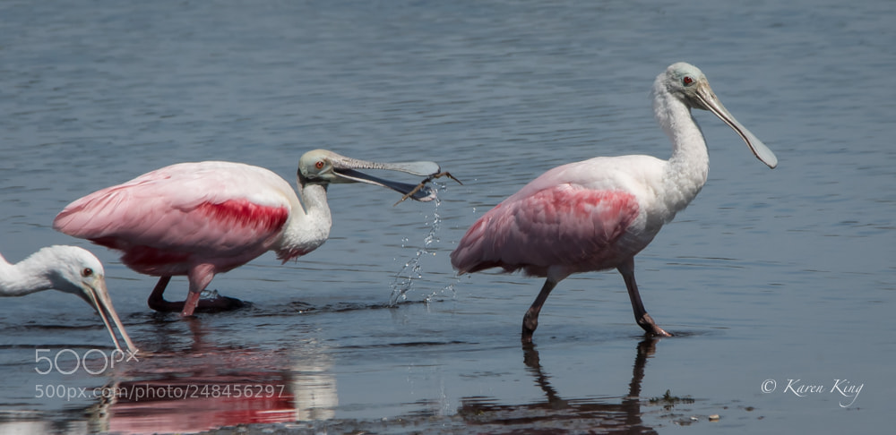 Nikon D500 sample photo. Spoonbill comic photography