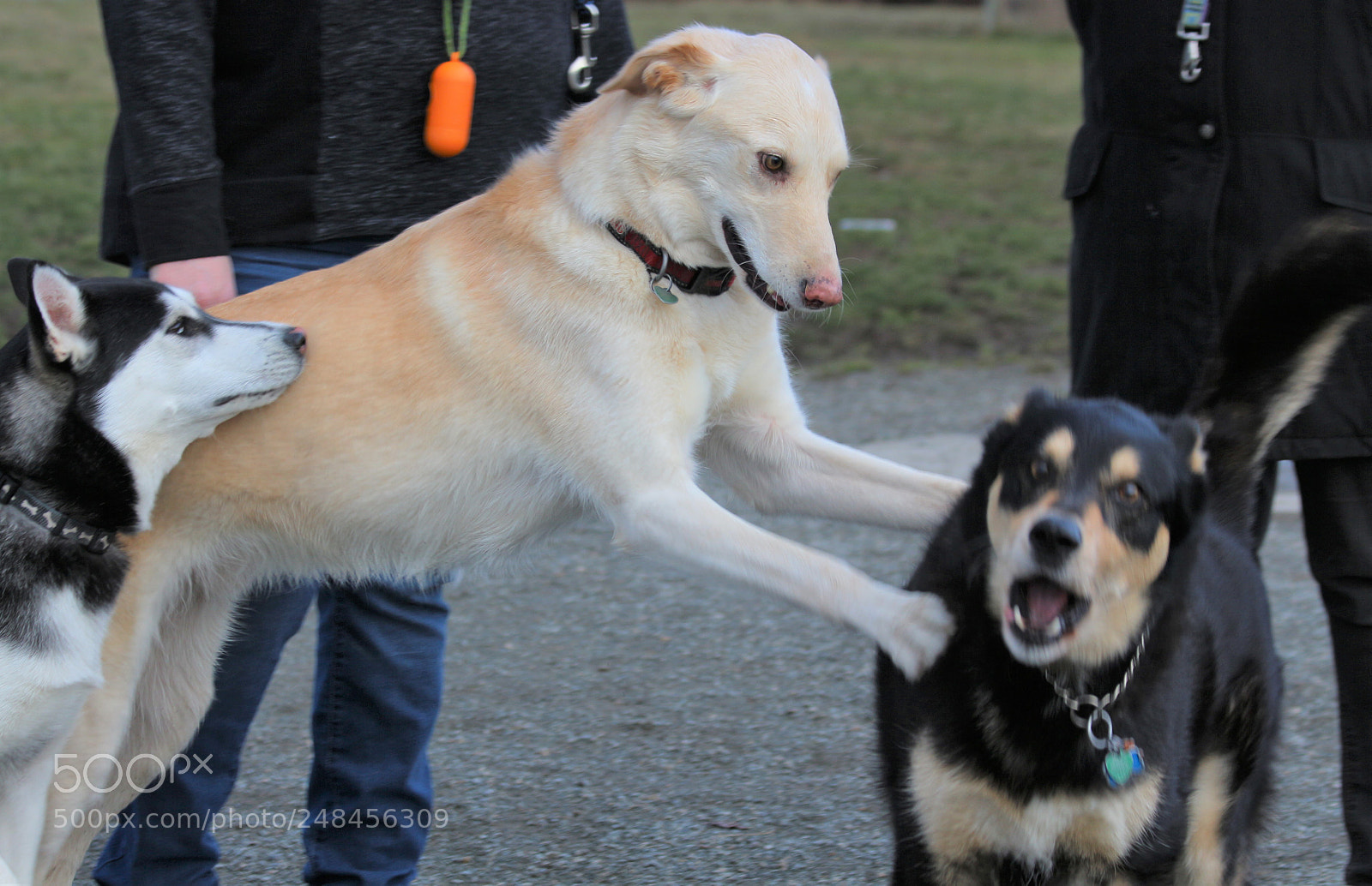 Canon EOS 700D (EOS Rebel T5i / EOS Kiss X7i) sample photo. Surprise attack! photography