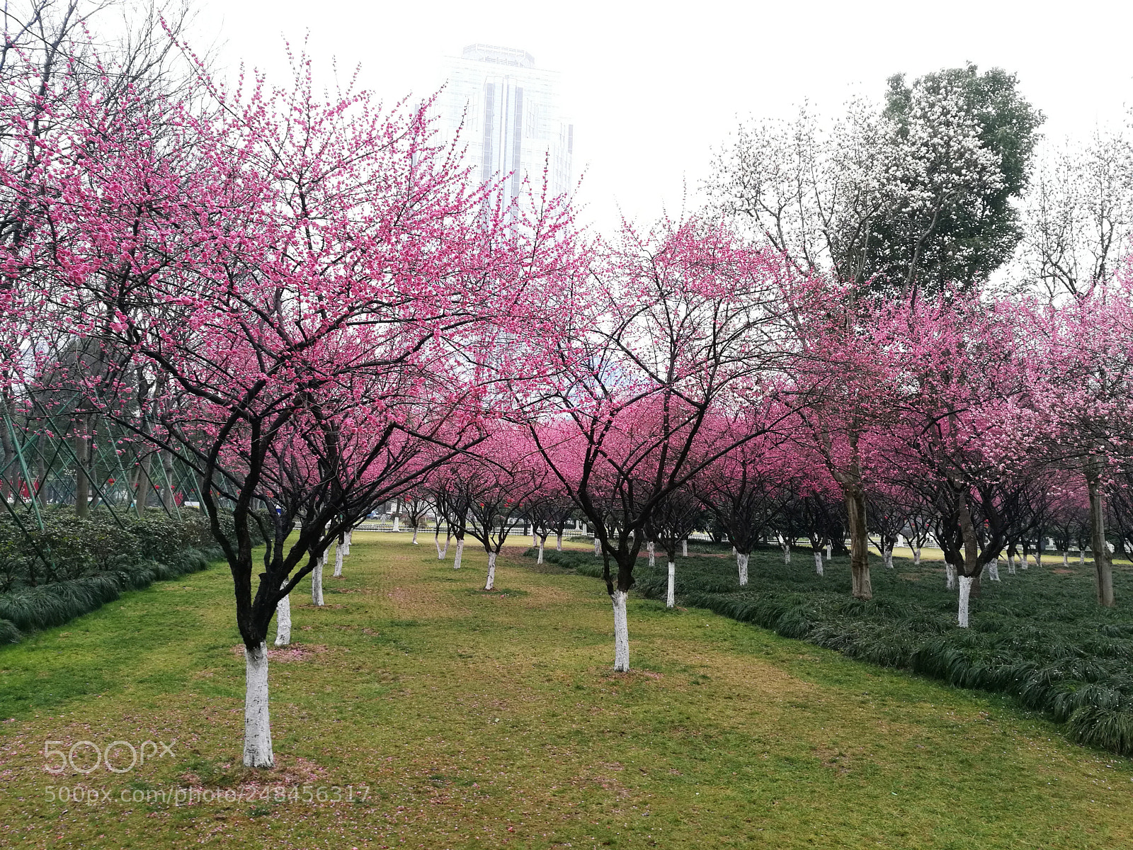 HUAWEI Honor 8 sample photo. Untitled photography
