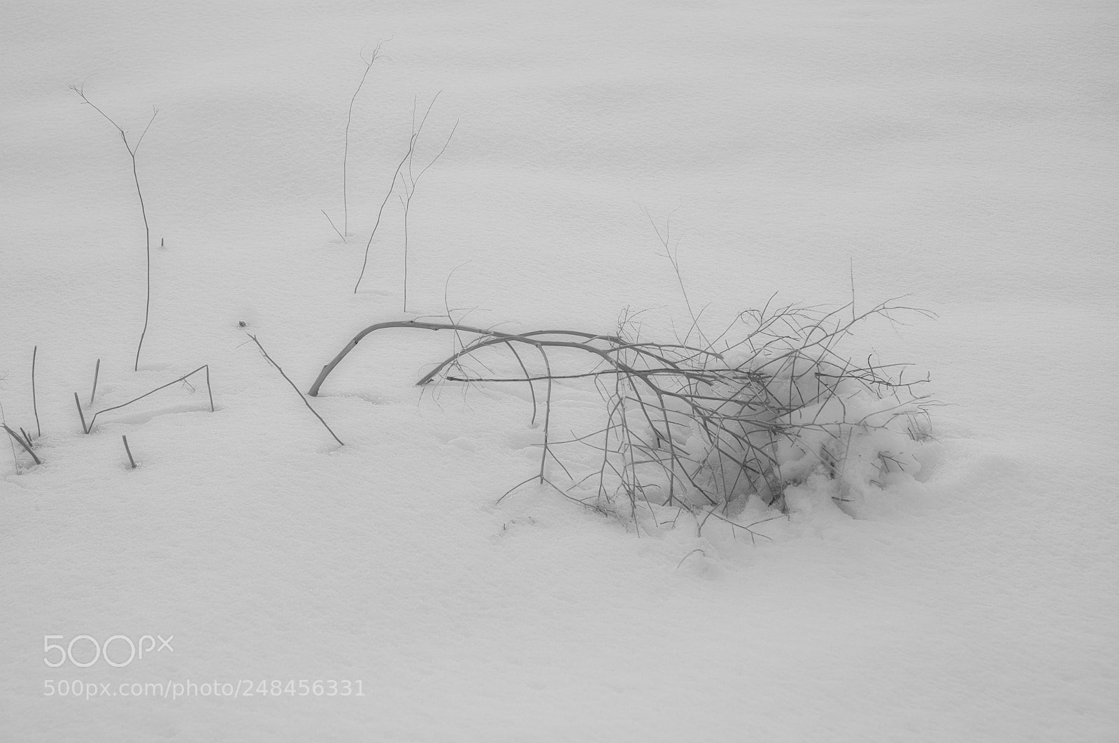 Nikon D300 sample photo. Morning snow bw photography