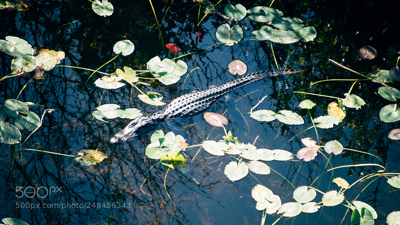 Nikon D810 sample photo. Flowery gator photography