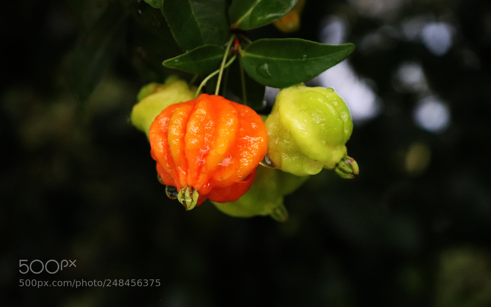 Canon EOS 800D (EOS Rebel T7i / EOS Kiss X9i) sample photo. Littles pseudo-pumpkins photography