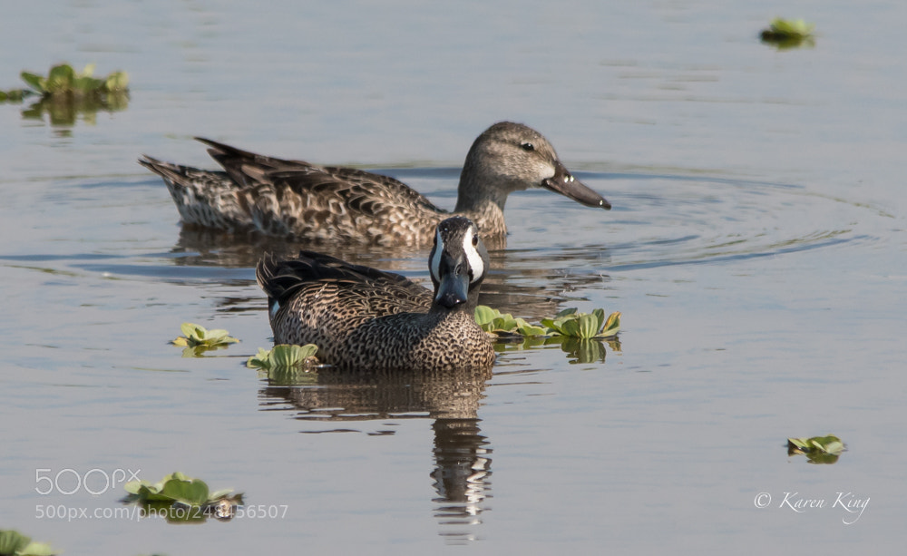 Nikon D500 sample photo. Bwt pair photography