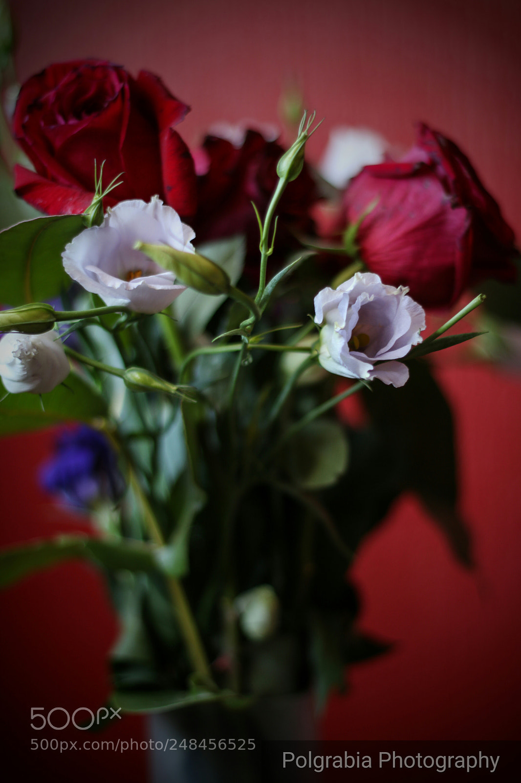 Canon EOS 750D (EOS Rebel T6i / EOS Kiss X8i) sample photo. Untitled photography