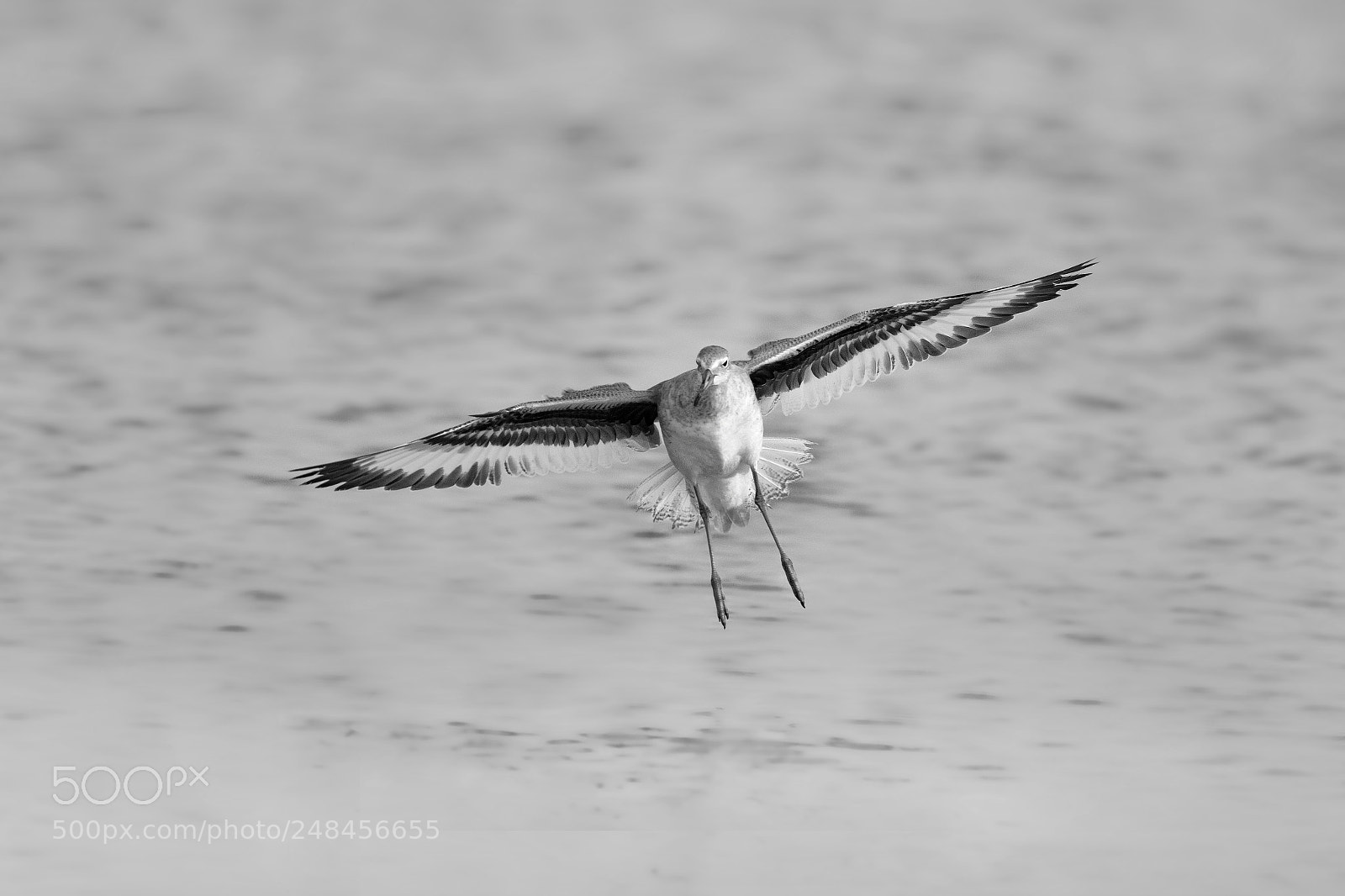 Canon EOS 7D Mark II sample photo. Willet landing bw photography