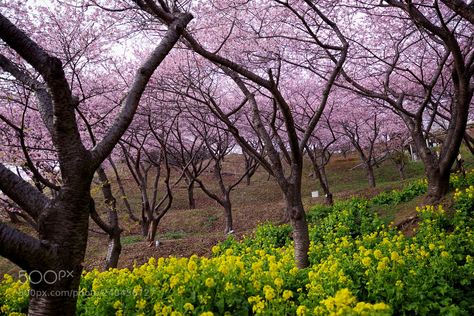Pentax K-1 sample photo. Yellow and pink photography