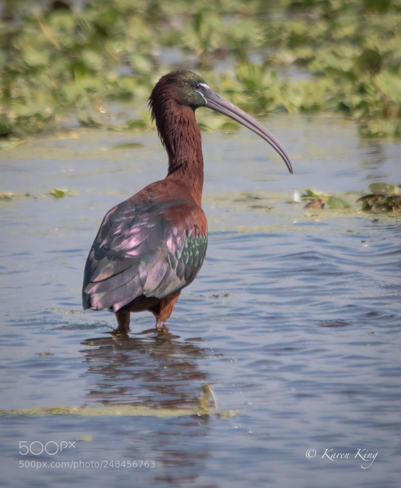 Nikon D500 sample photo. Glossy colors photography