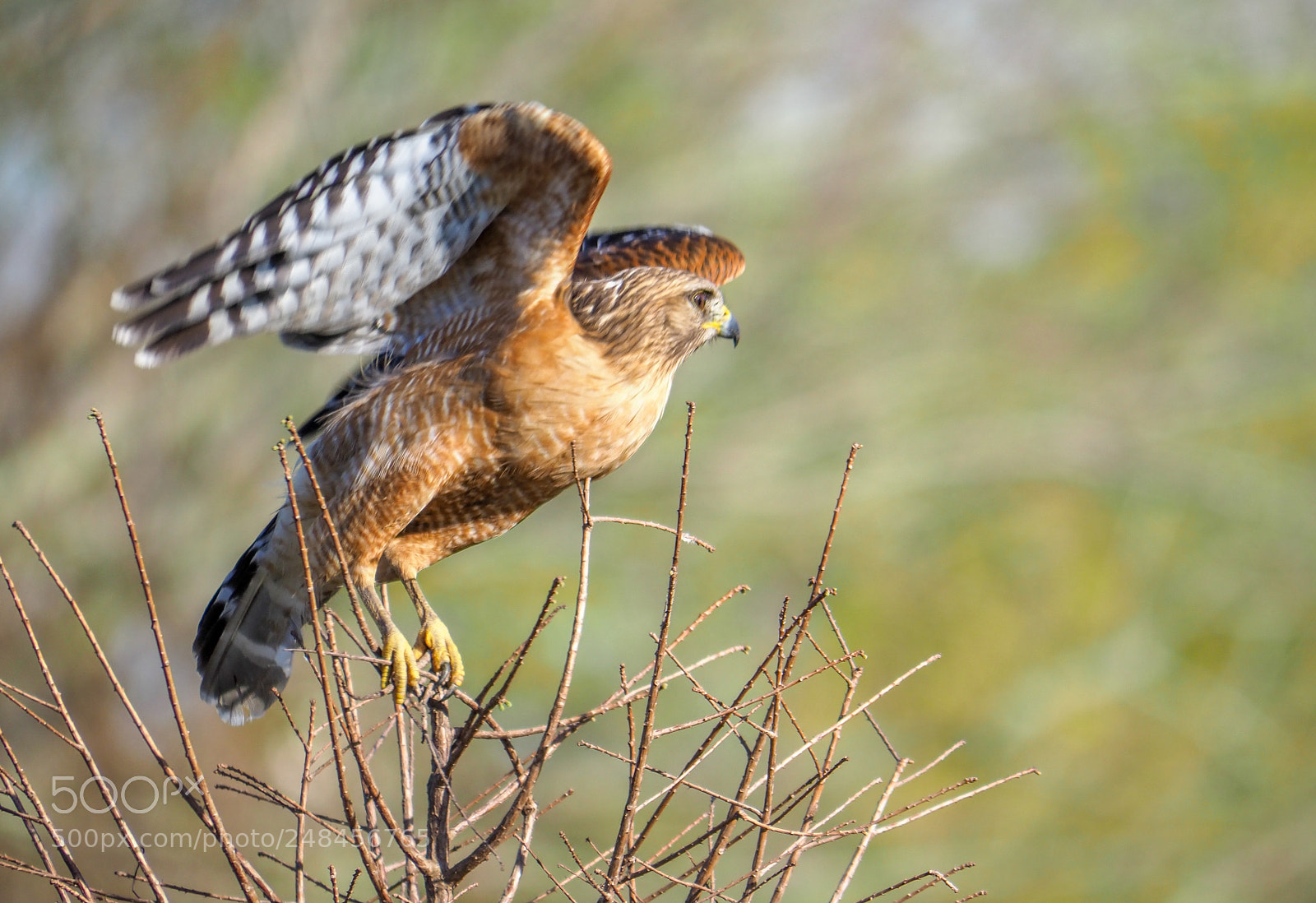 Olympus OM-D E-M1 Mark II sample photo. Hawk photography