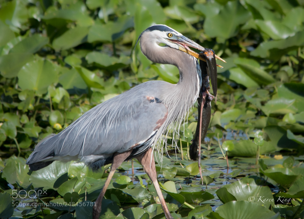 Nikon D500 sample photo. Great blue heron lunch photography