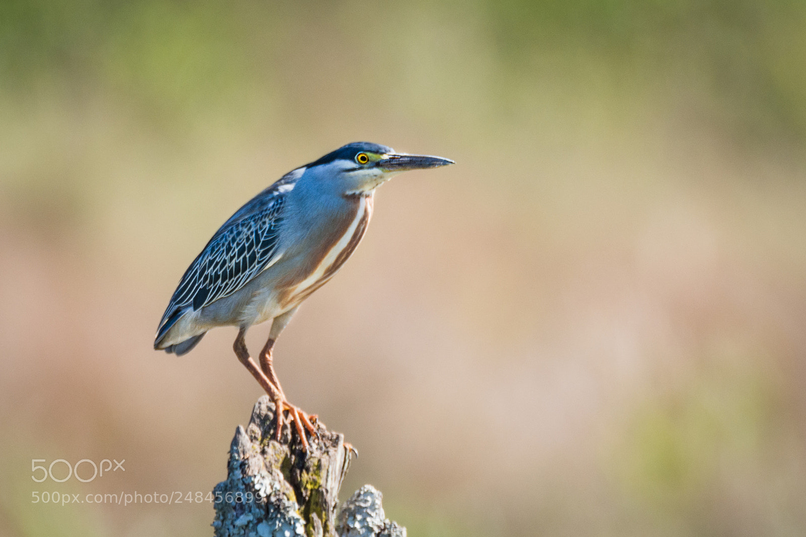 Nikon D7100 sample photo. Socozinho striated heron butorides photography