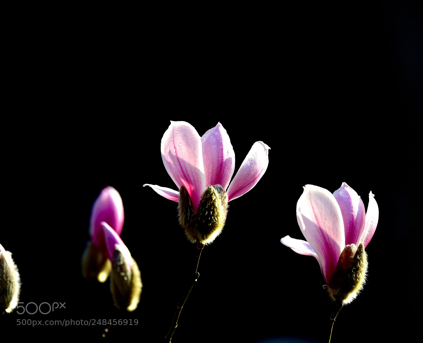 Nikon D7200 sample photo. Untitled photography