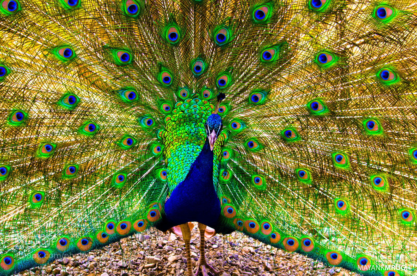 Nikon D5100 sample photo. Plumage photography