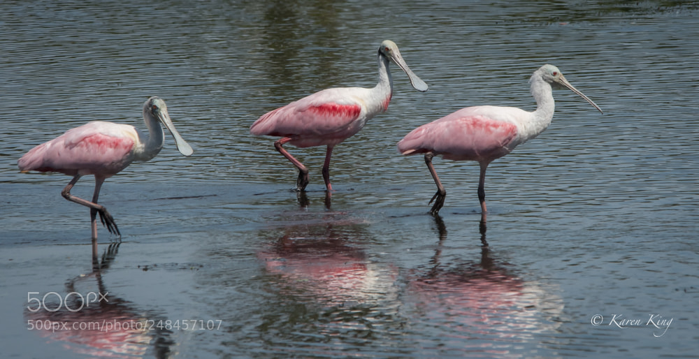 Nikon D500 sample photo. Spoonbill walk photography