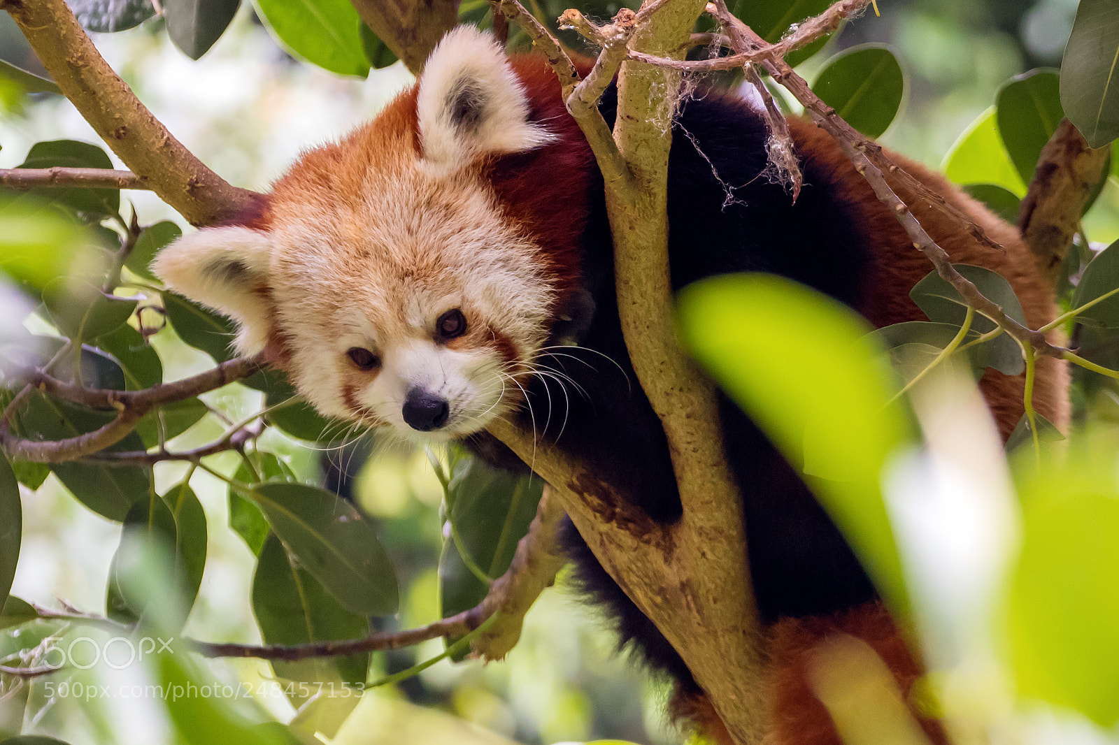 Canon EOS 750D (EOS Rebel T6i / EOS Kiss X8i) sample photo. Red panda photography