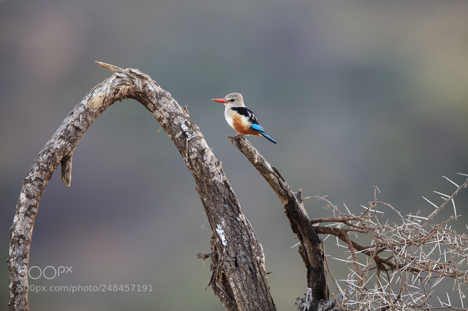 Canon EOS 5DS R sample photo. Kenya 2018 photography