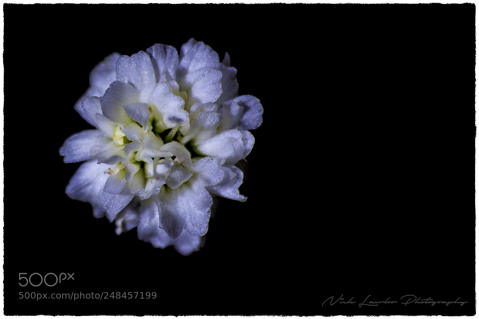 Canon EOS 80D sample photo. A baby`s breath photography