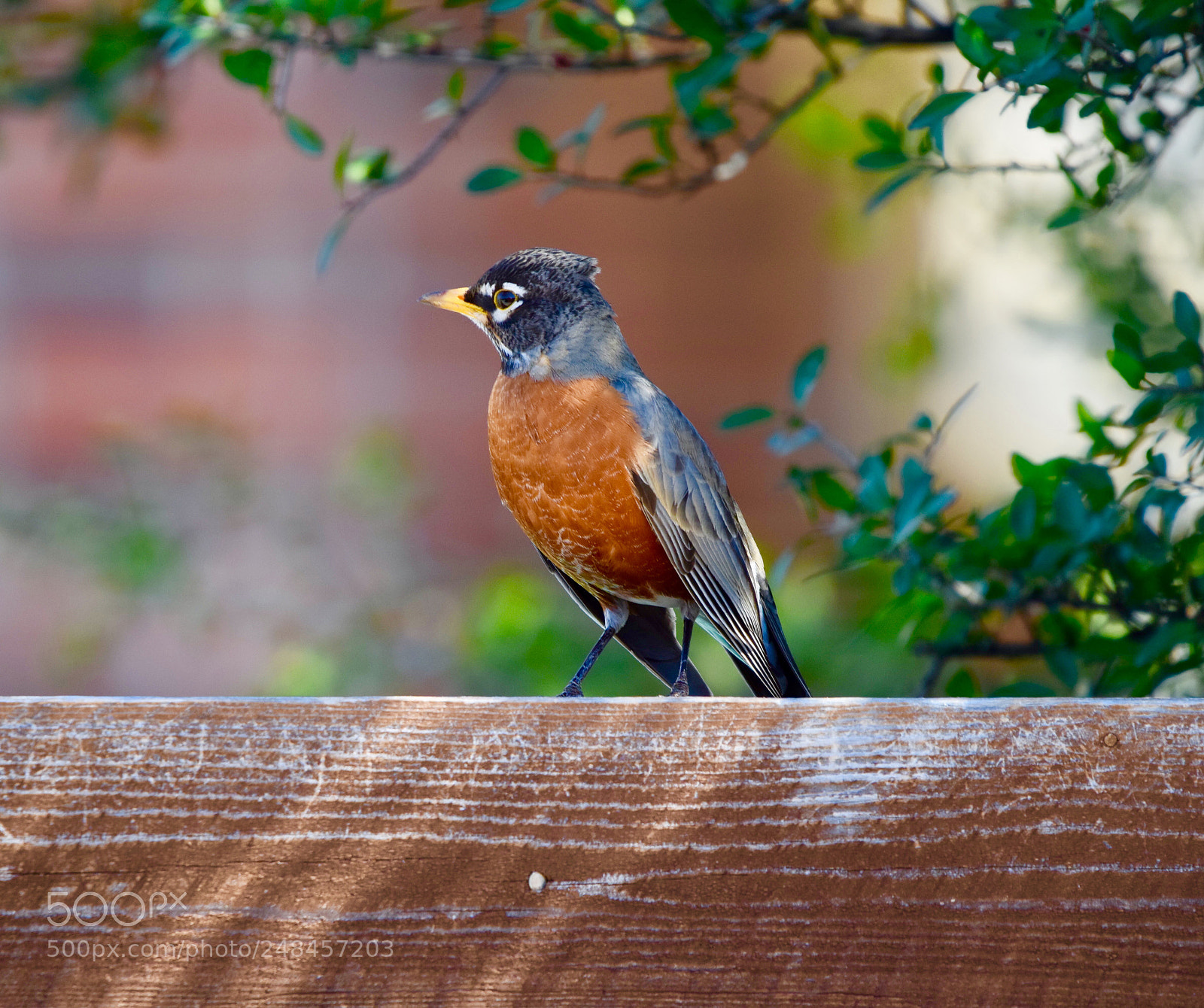 Nikon D5300 sample photo. American robin shot from photography