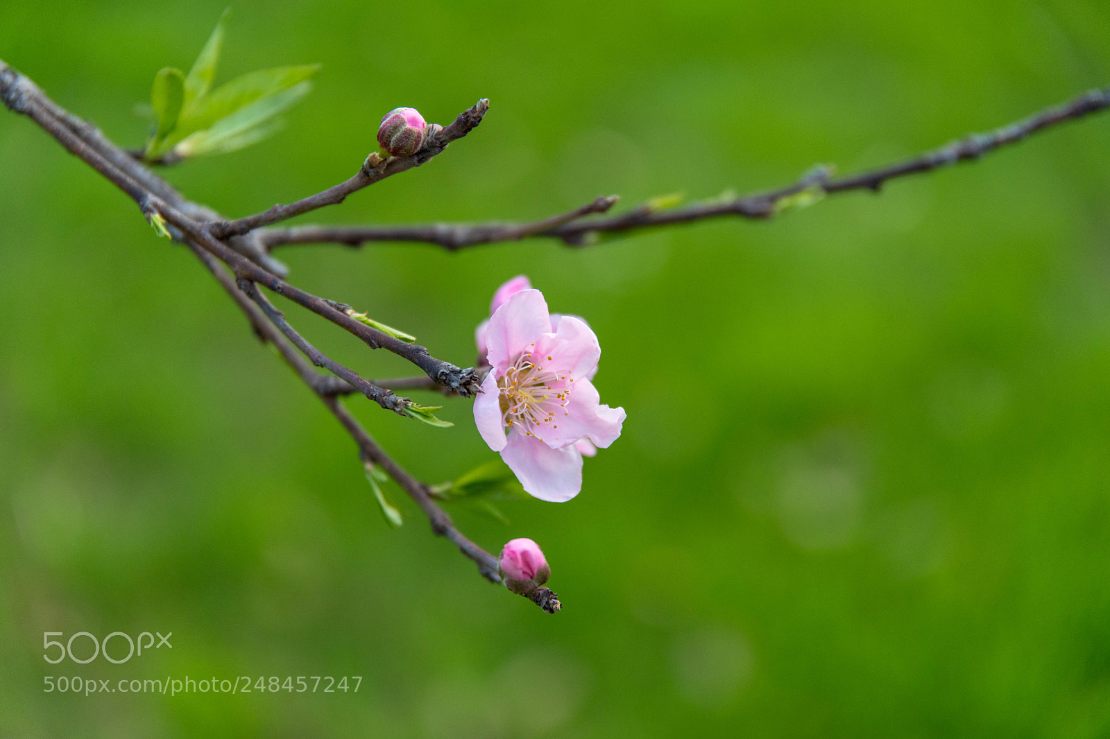 Nikon D850 sample photo. Peach blossom photography