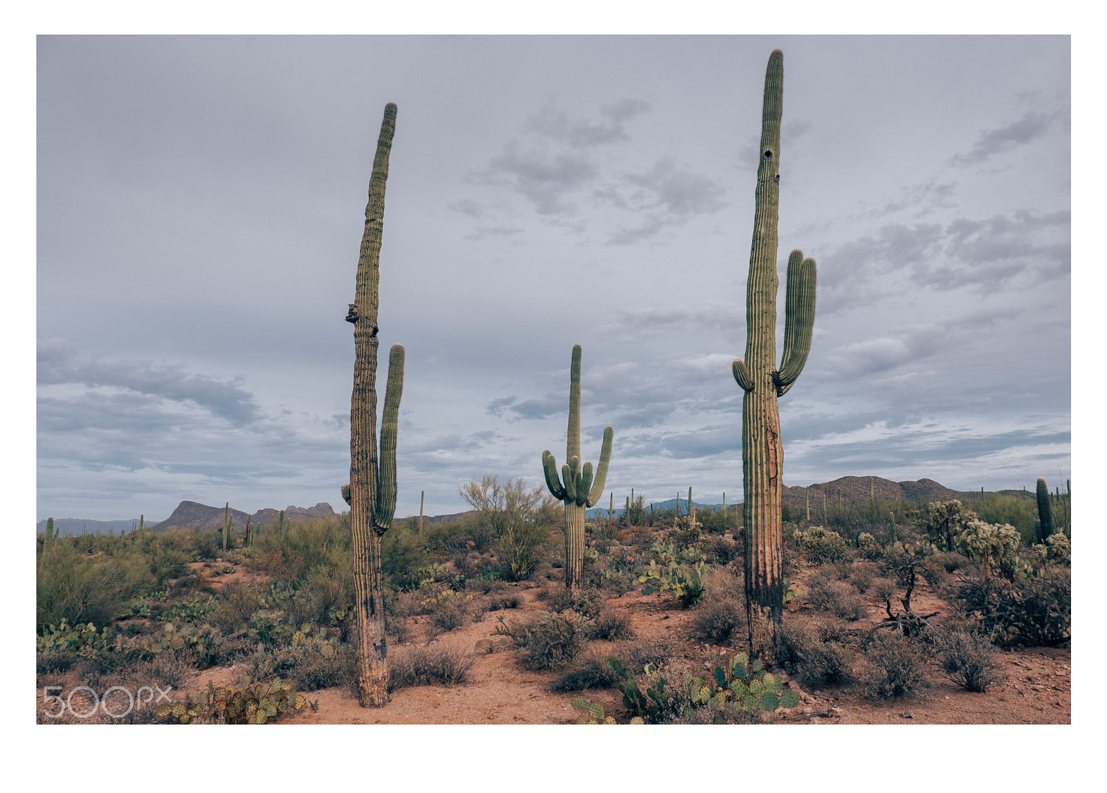 Fujifilm X-T2 sample photo. Saguaro national park photography