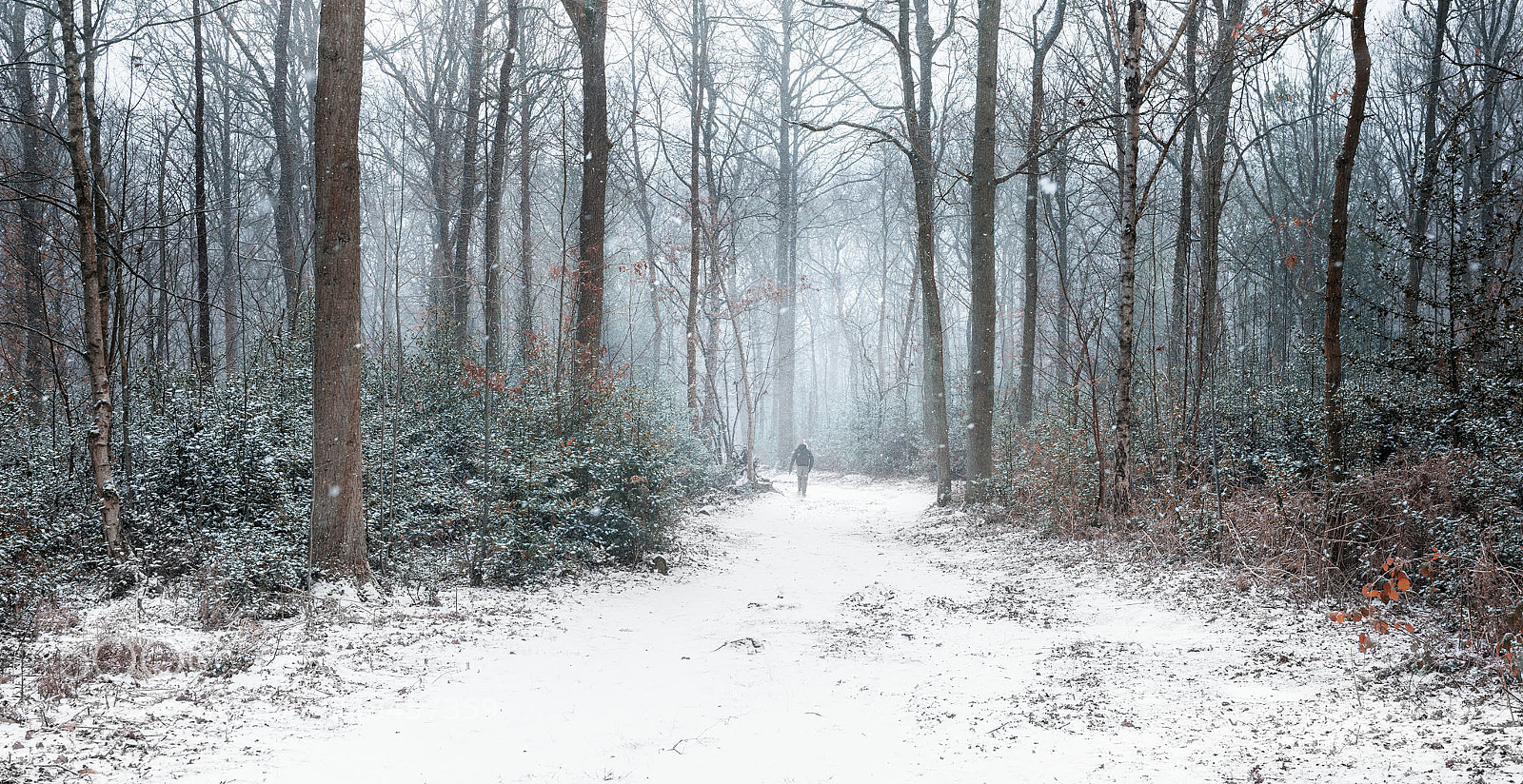 Nikon D800 sample photo. Into the woods photography