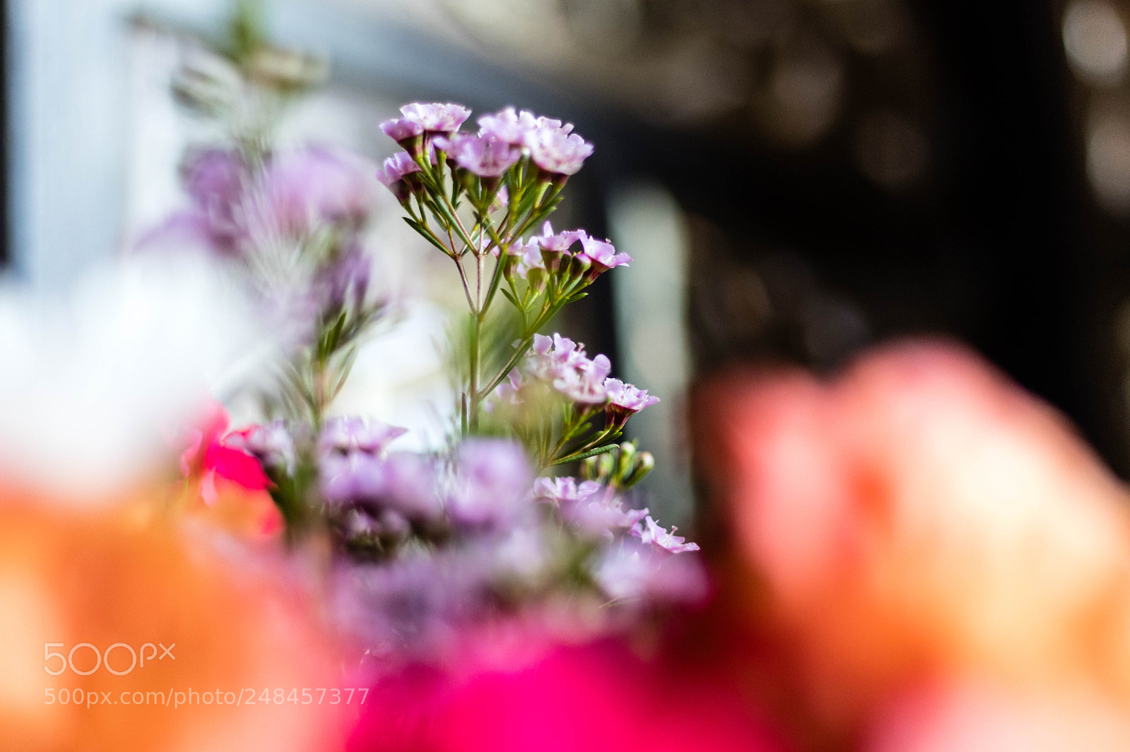 Canon EOS 80D sample photo. Tastes of strawberry oh photography