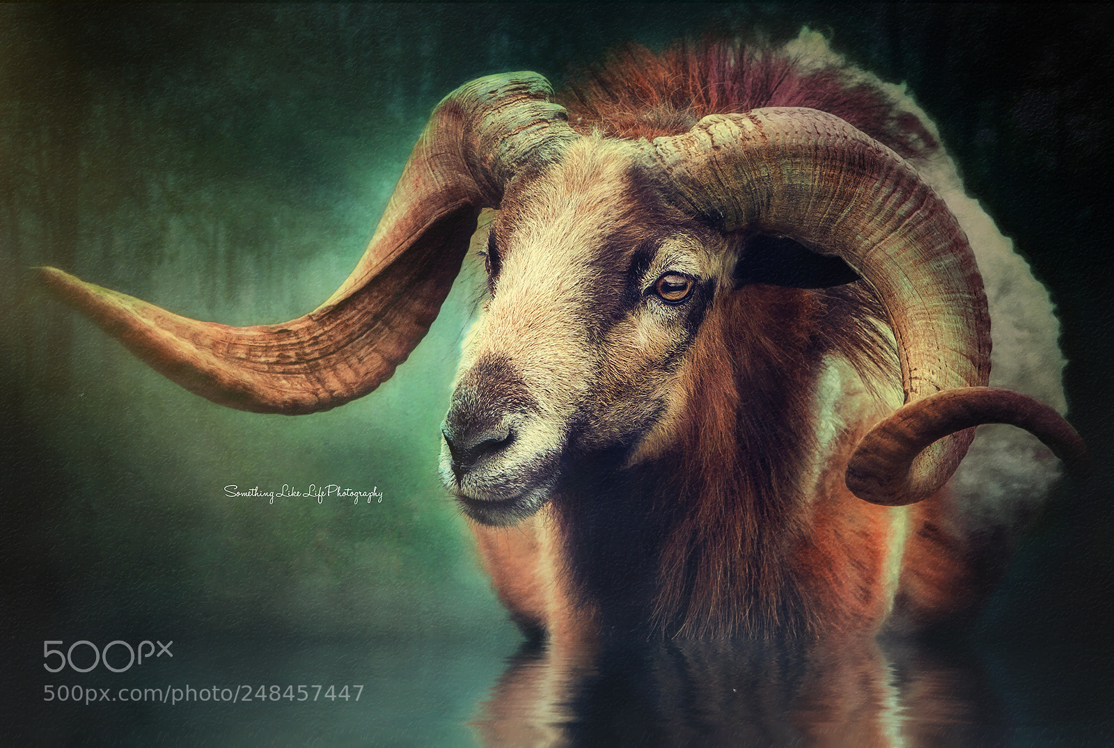 Nikon D810 sample photo. Horns photography