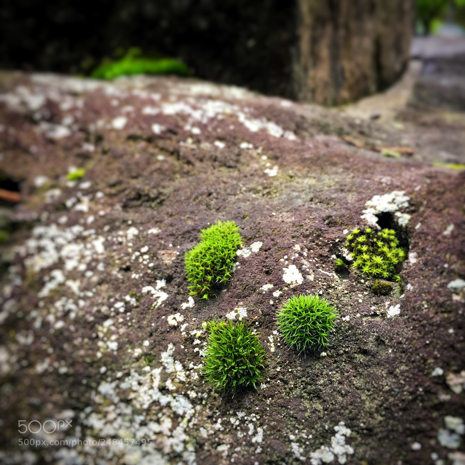 Apple iPhone 6s Plus sample photo. Moss's kindergarten :) photography