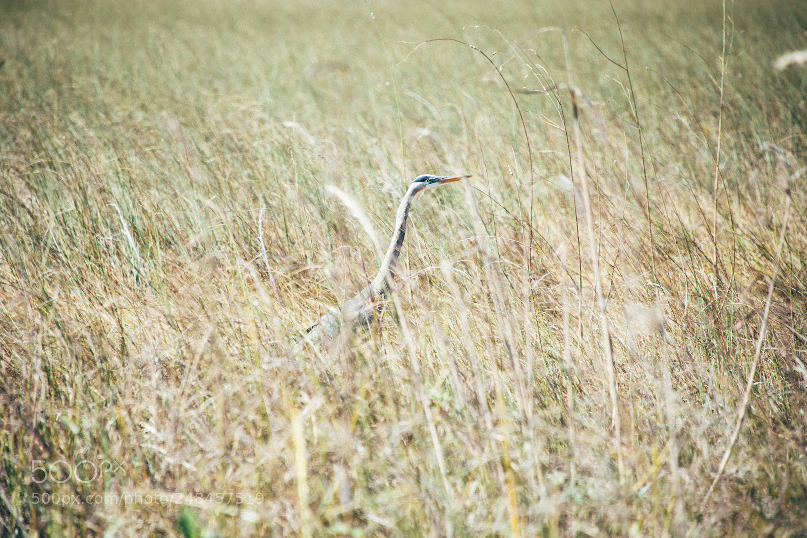 Nikon D810 sample photo. Everglades crane photography