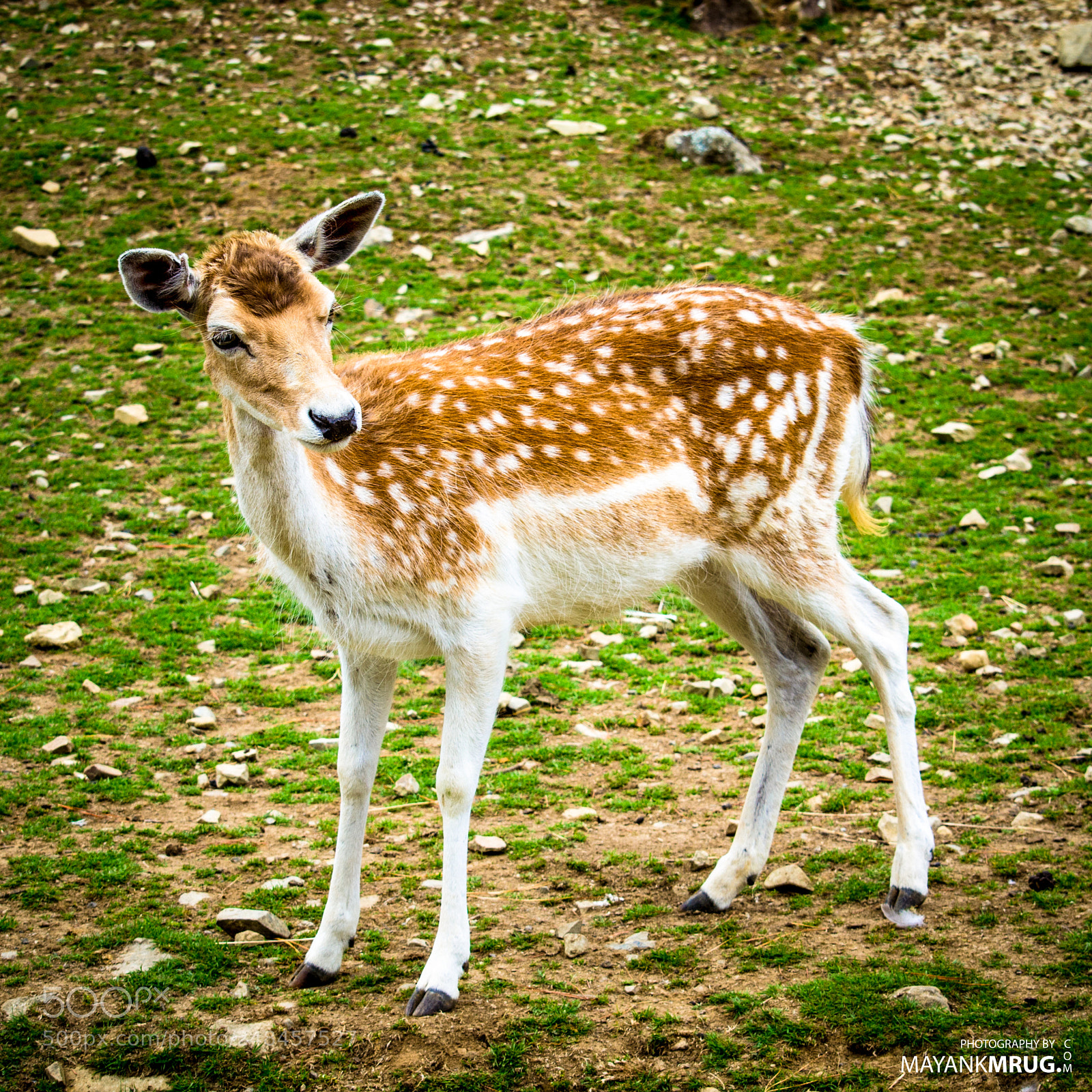 Nikon D5100 sample photo. Doe photography
